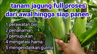 cara menanam jagung dari awal sampai panen [upl. by Remmer518]