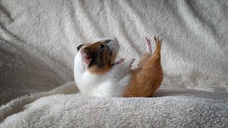 This is why my GUINEA PIG ROLLS ON THE FLOOR [upl. by Aerdma]