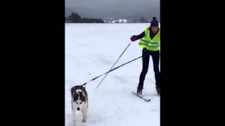 SKIJORING  BielskoBiała 2015 [upl. by Skip]