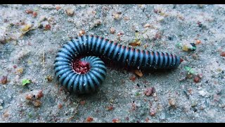 Millipede Can Doing Like This A Millipede so lovely Animal Fact Video animals OuDompy7es [upl. by Barby661]