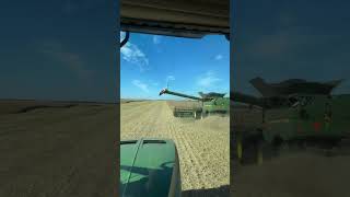 Giving the grain truck driver motivation landwirtschaft farming shorts [upl. by Assenay]