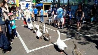 De Ganzenparade Kermis Purmerend [upl. by Timoteo]