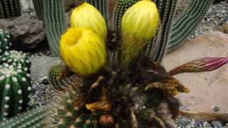 Netherlands Cacti Flowers in the Jochum Hof in Tegelen [upl. by Glynias]