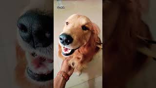 Scotch dog doglover funny yuvimicky youtubeshorts video [upl. by Bolling214]