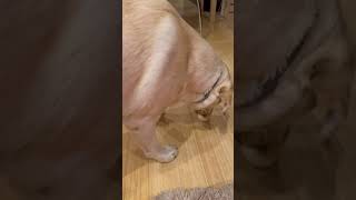 Can Dogs Eat Eggs The Truth About Eggs For Dogs countrymusic food labrador shorts [upl. by Sardse]