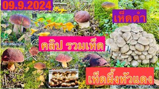 รวมคลิปเห็ดต่างๆ  PoohDam amp [upl. by Tigges]