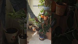 Transform Your Space With Rubber Plants Perfect For Plant Lovers Of All Skill Levels [upl. by Sileas]