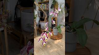 How to grow amazing Orchids at home orchid houseplants indoorplants plants [upl. by Ariela]