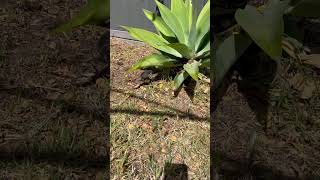 Labradoodle finds Blue tongue lizard [upl. by Pascale]