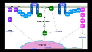 BrainDerived Neurotrophic Factor BDNF  Signaling amp Mechanism [upl. by Scoter]