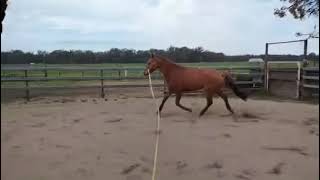 Rosco 5yo 163 warmblood gelding  trotting [upl. by Liagibba]