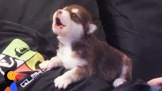 Malamute Husky Puppy Howling for the First Time  The Dodo [upl. by Kliber]