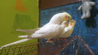 Cockatiels mating🐤 [upl. by Skiba]