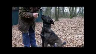 Dutch Shepherd Tygo KNPV training in Holland [upl. by Iturhs925]