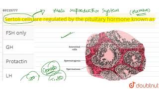 Sertoli cells are regulated by the pituitary hormone known as [upl. by Artenek62]