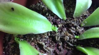 Propagating Mexican Butterworts  Pinguicula gigantea  Divisions Leaf Pullings [upl. by Catharina278]