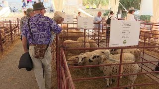 178 cabres i ovelles participen del concurs morfològic de la Fira dOvi i Caprí de Calvià [upl. by Akered312]