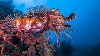 4k Raja  Halmahera  Lembeh Jan 2019 [upl. by Holsworth137]