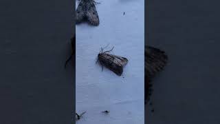 National Moth Week Mothing with Carl Barrentine Part 3 of 10 [upl. by Carlin]