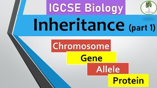 inheritance part 1 Chromosomes genes alleles IGCSE biology [upl. by Annaehs237]