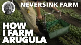 How I Farm Arugula  One of our Top Crops [upl. by Salisbury]