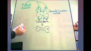 Calcitonin Tutorial [upl. by Tatum]