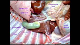 PL EXAM 1 COELOMATES [upl. by Ecinaj]