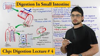 Digestion in small intestine [upl. by Rorrys]