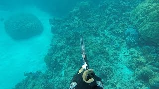 Spearfishing Cooktown  Australia [upl. by Nednyl]