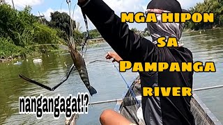 Mga HIPON na malakas mangagat  Pampanga river [upl. by Irb]