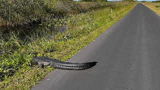 Walking 3 Hours in Florida Everglades National Park Shark Valley  Next to Alligators [upl. by Naga]