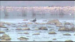 Blacknecked Stork and a Black Stork [upl. by Ecnaralc312]