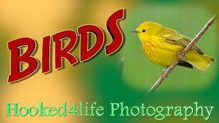 Birds What Kind of Bird Photographer Do You Want to Be [upl. by Hamian]