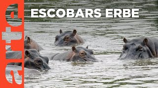 Kolumbiens KokainHippos  GEO Reportage  Doku HD Reupload  ARTE [upl. by Enalb]