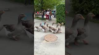 Goose parade at VUB  2022 [upl. by Amadas57]