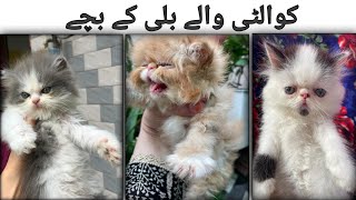 Persian kittens for sale in Pakistan  Kittens for sale  Persian kittens for sale in Pakistan [upl. by Belldame591]