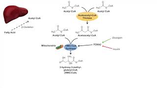 Ketone Body Synthesis  Ketogenesis  Formation Pathway and Regulation [upl. by Ilrahs637]