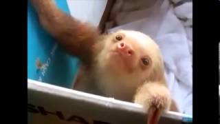 Baby sloth waking up Extra sleepy [upl. by Nol]