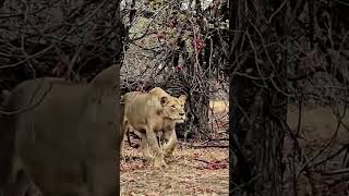 Mãe Leoa protegendo seu filhote de guepardo e leopardo [upl. by Xerxes]