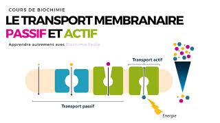 TRANSPORT MEMBRANAIRE PASSIF ET ACTIF  Biochimie Facile [upl. by Hanako444]