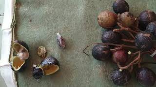 Buah Pitanak  Dracontomelon costatum in Kalimantan [upl. by Sol]