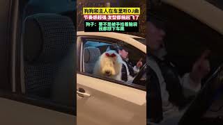 狗狗和主人在車里聽DJ曲，節奏感超強 發型都搖起飛了，狗子：要不是被手掐著腦袋 我都想下車跳 [upl. by Erin]