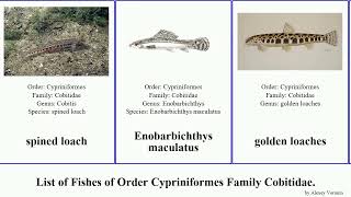 Fishes of Order Cypriniformes Family Cobitidae Cobitis Loach Lepidocephalichthys Pangio [upl. by Eelyab]