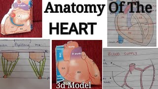 Anatomy Of The HEART in Detail  Notes  Surfaces  Borders  Relations  Blood Supply  Veins [upl. by Las]