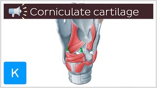 Corniculate cartilage  Anatomical Terms Pronunciation by Kenhub [upl. by Drucilla]