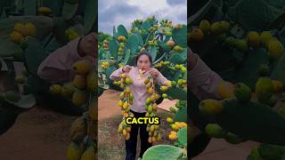 Are Prickly Cactus Fruit Really Edible shorts [upl. by Schuster]