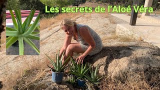 Les secrets de lAloe vera [upl. by Ennoira]