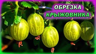 Обрежьте так крыжовник и ягоды будут завались Как обрезать крыжовник на урожай Обрезка крыжовника [upl. by Lladnar]