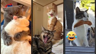 Funny Pets 🙀 funny cats fighting 🐱 lifeandcats Part 3227 [upl. by Aseuqram672]