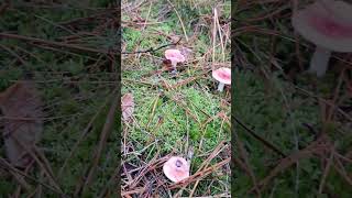 Paddestoelen🥰 wandeltocht veluwe burnout mushrooms paddestoelen believeinyourself pray [upl. by Seaver]